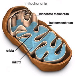 mitochondriejpg